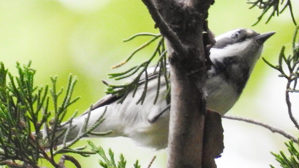 Black-throated Gray Warbler - ML260182011