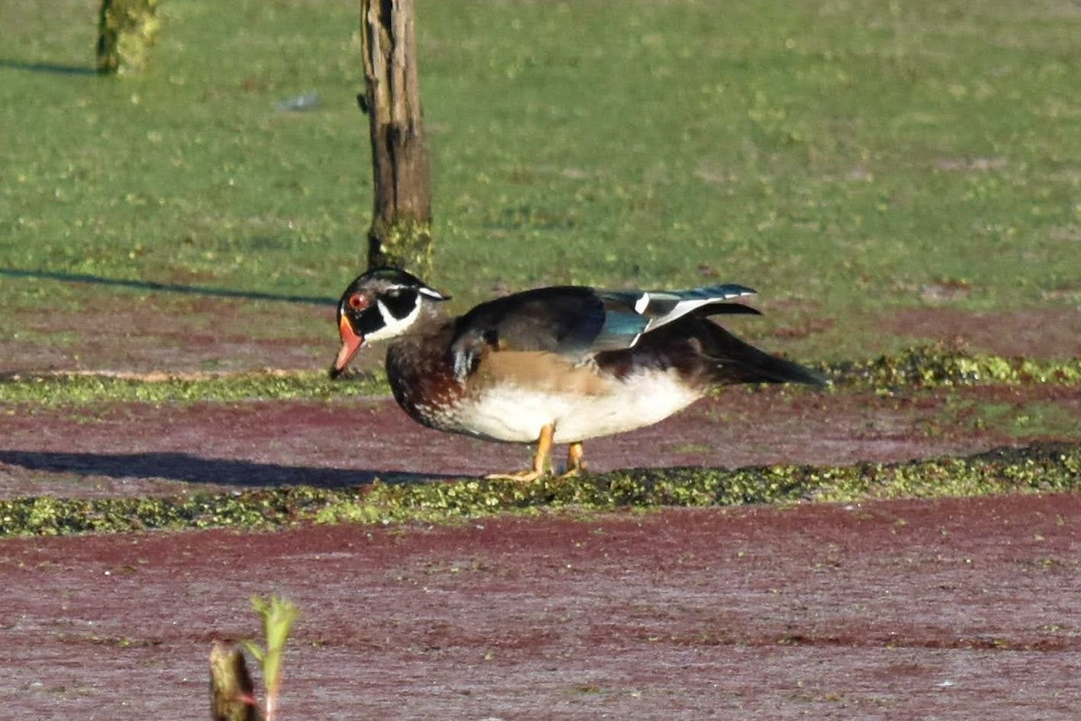 Wood Duck - ML260182681