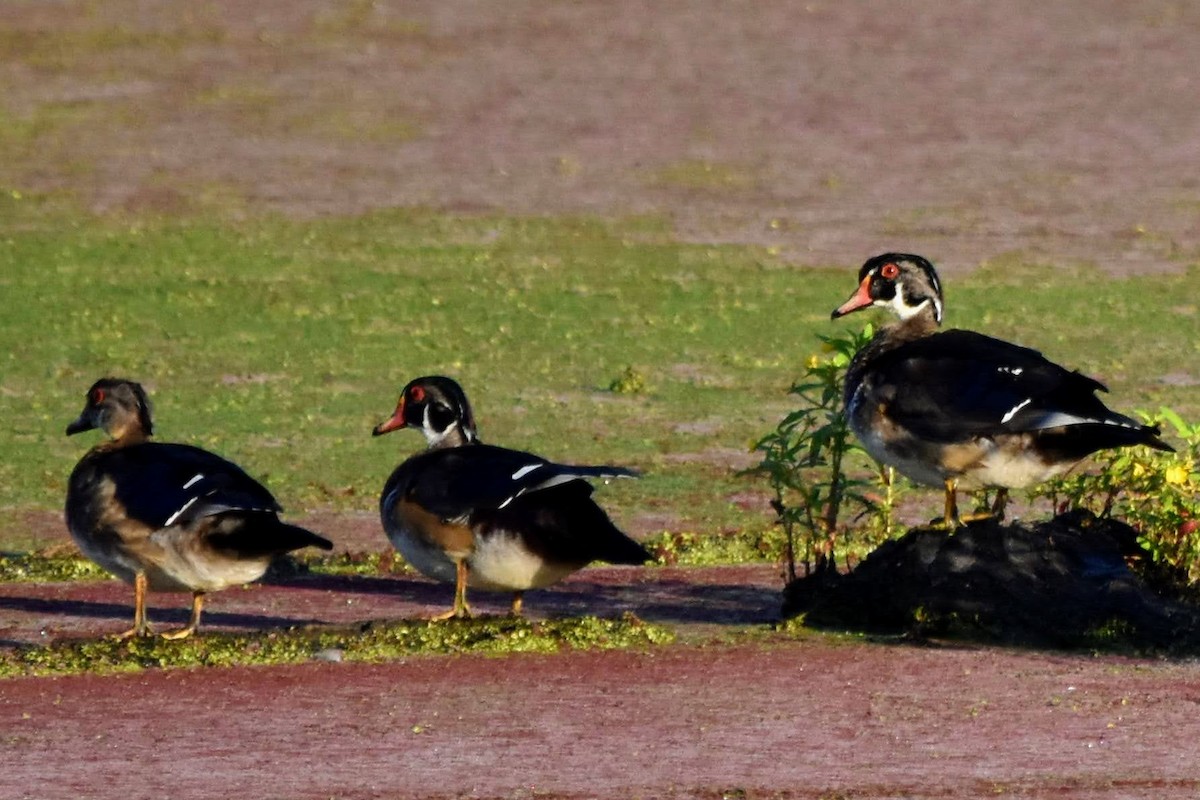 Wood Duck - ML260182691