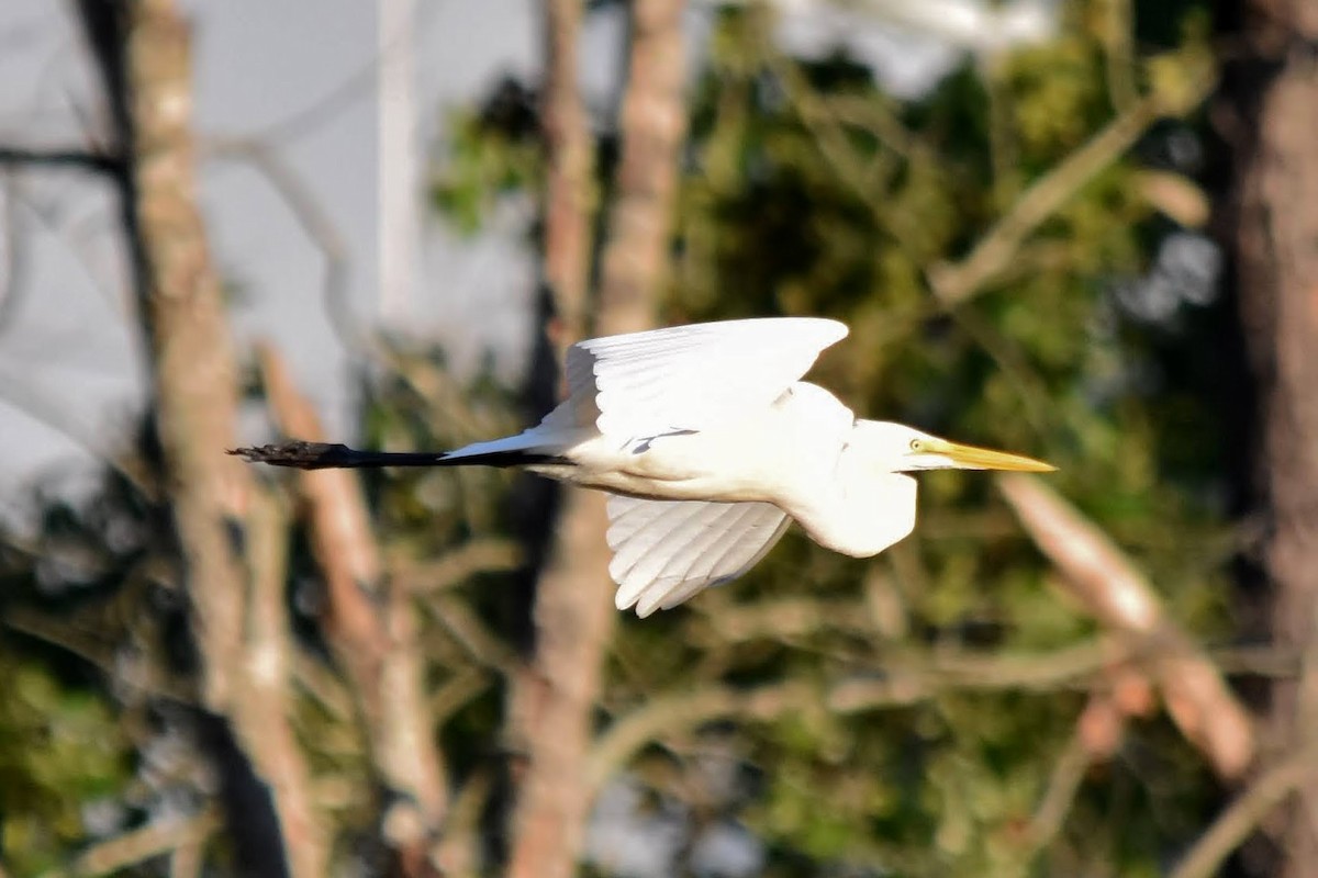 Great Egret - ML260182761