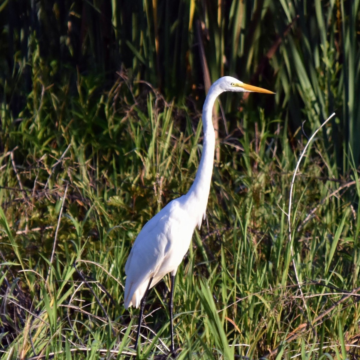 Great Egret - ML260182771