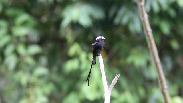 Long-tailed Tyrant - ML260182881