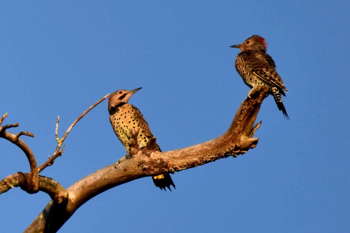 Northern Flicker - ML260182981