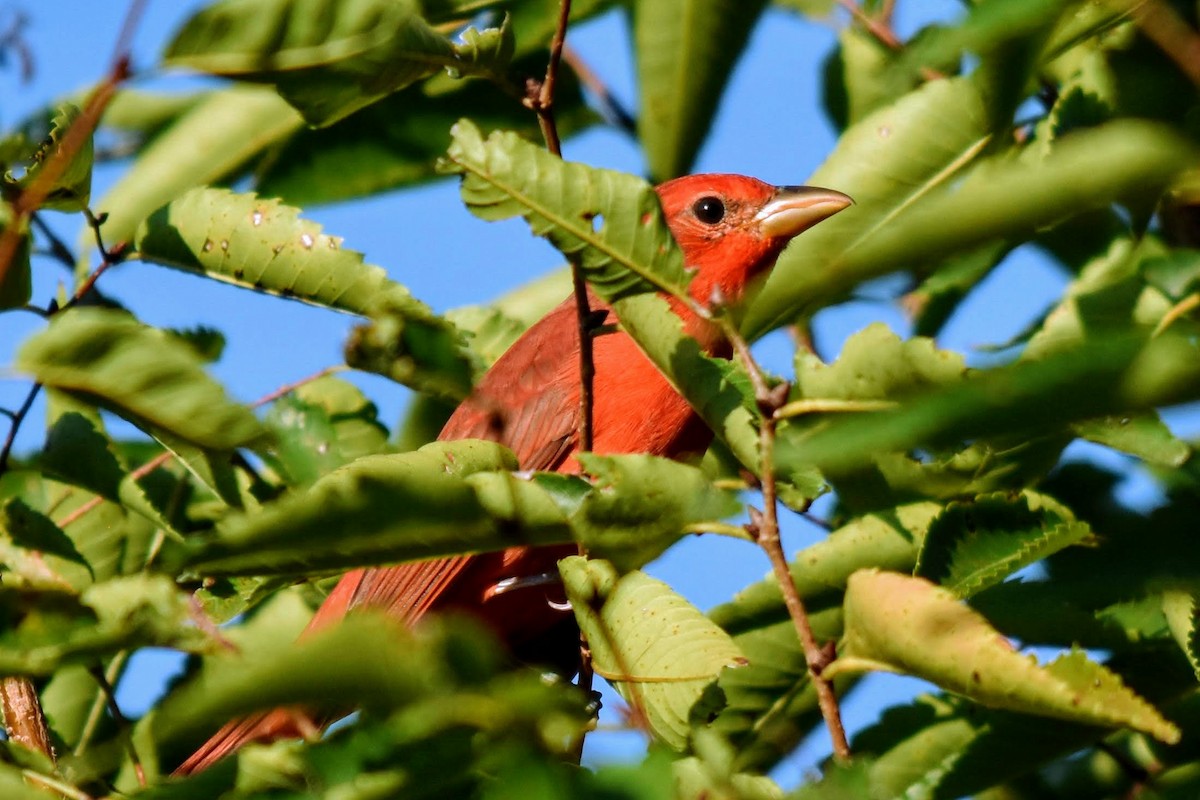 Summer Tanager - ML260183061