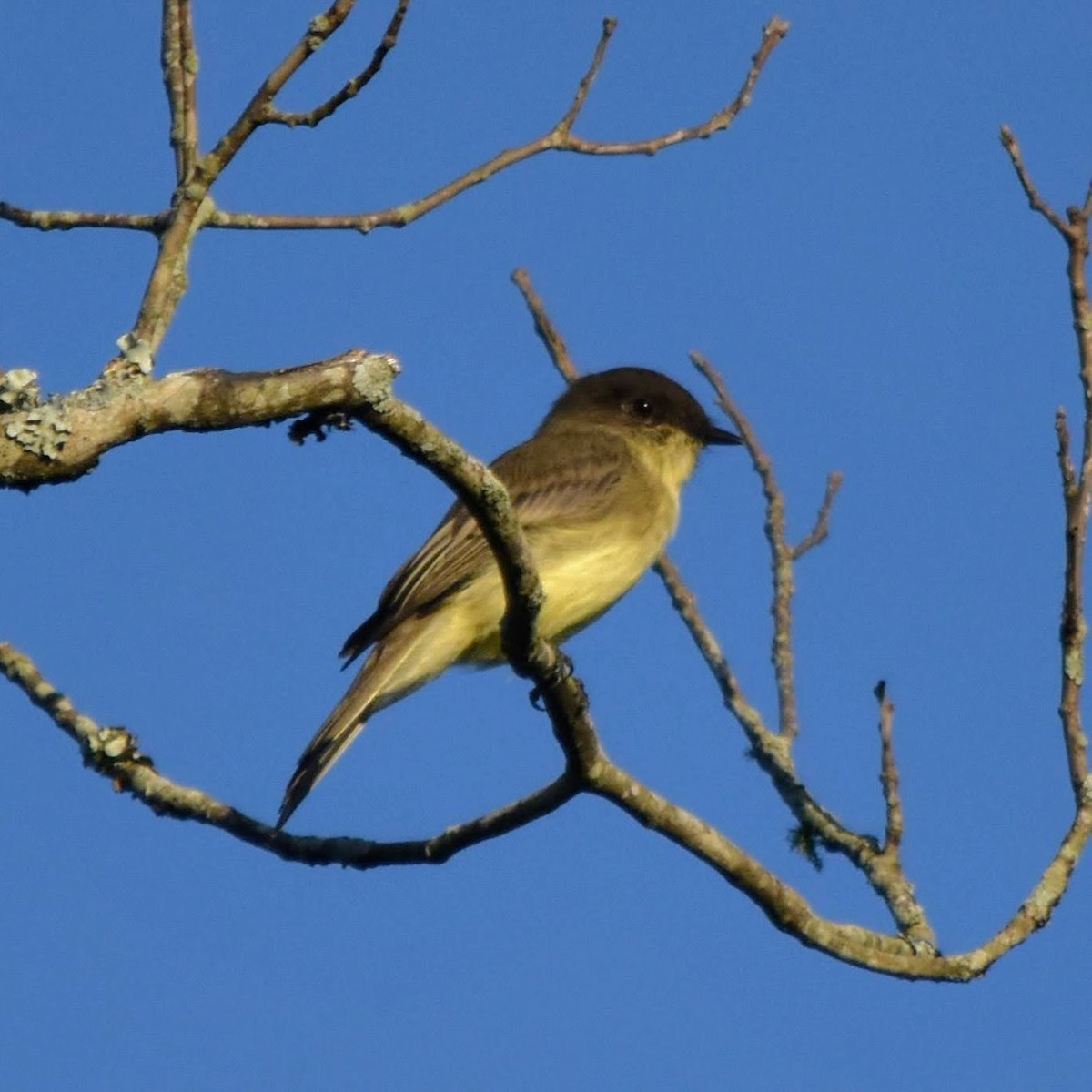 Eastern Phoebe - ML260183111