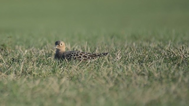 Buff-breasted Sandpiper - ML260185181