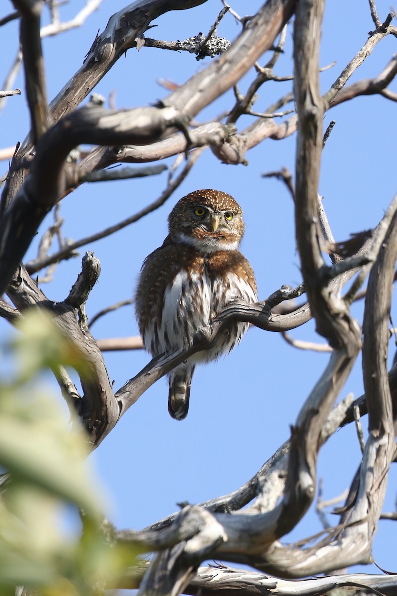 Northern Pygmy-Owl - ML260185251
