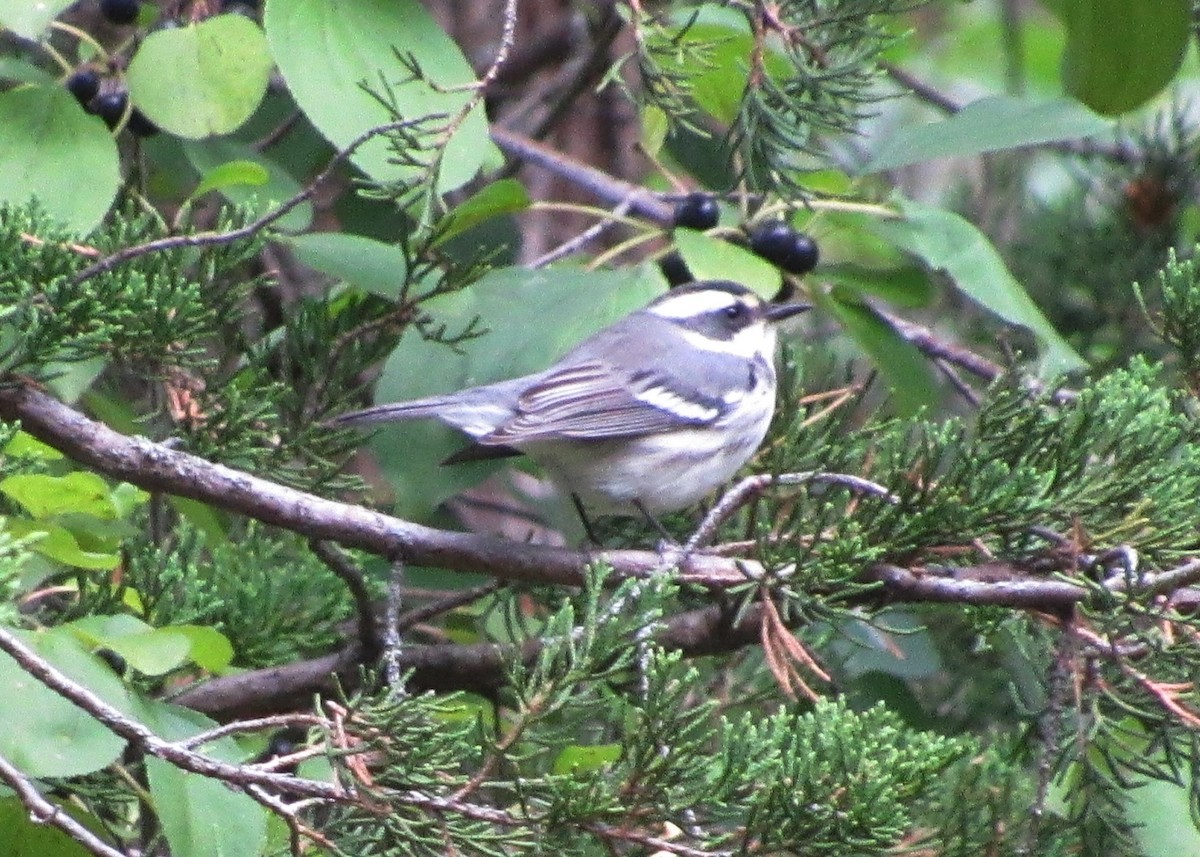 Black-throated Gray Warbler - ML260186041