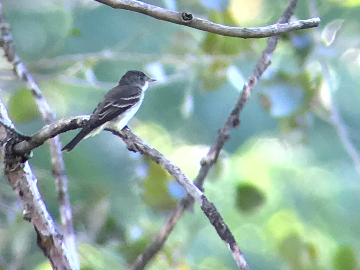 Eastern Wood-Pewee - ML260186561
