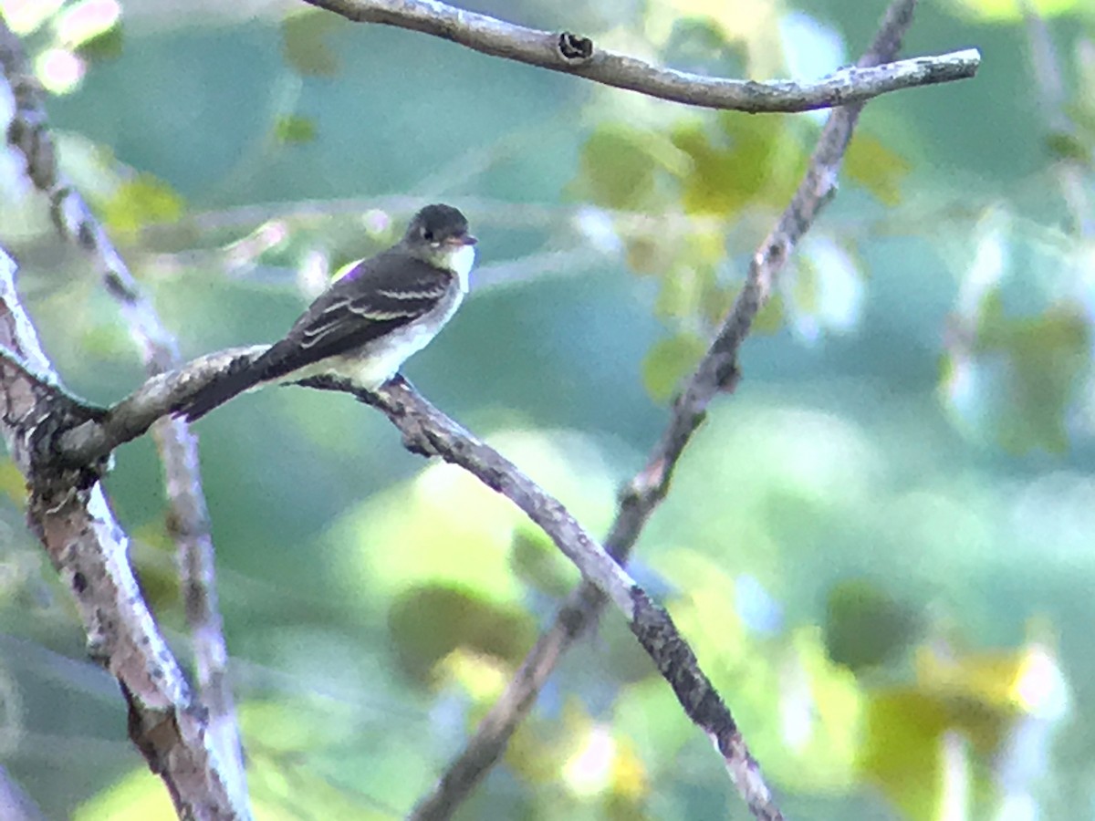Eastern Wood-Pewee - ML260186601