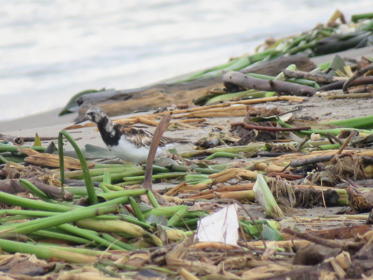 Ruddy Turnstone - Roberto Downing