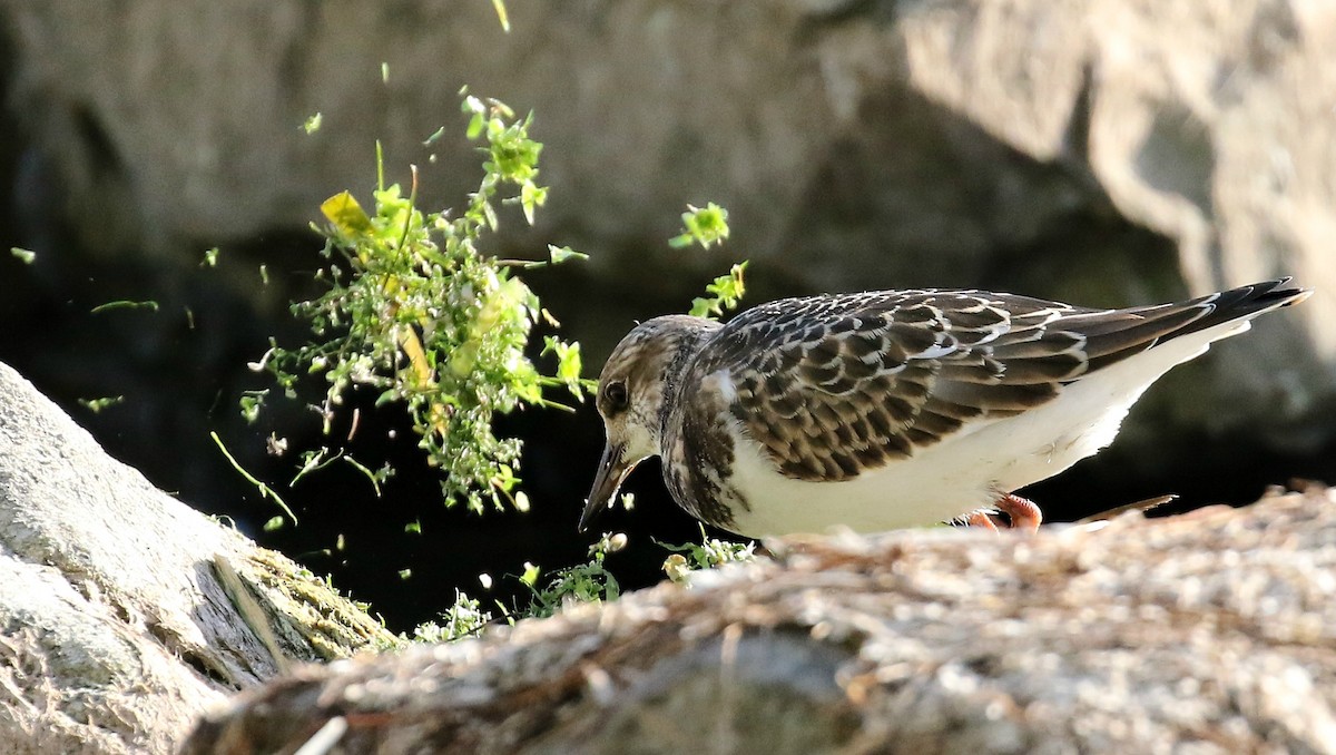 Ruddy Turnstone - ML260188681