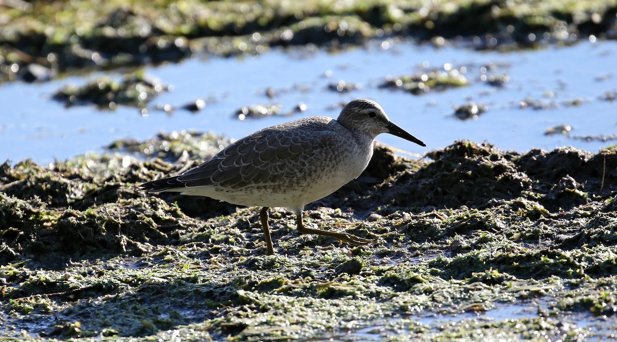 Red Knot - Kyle Gage