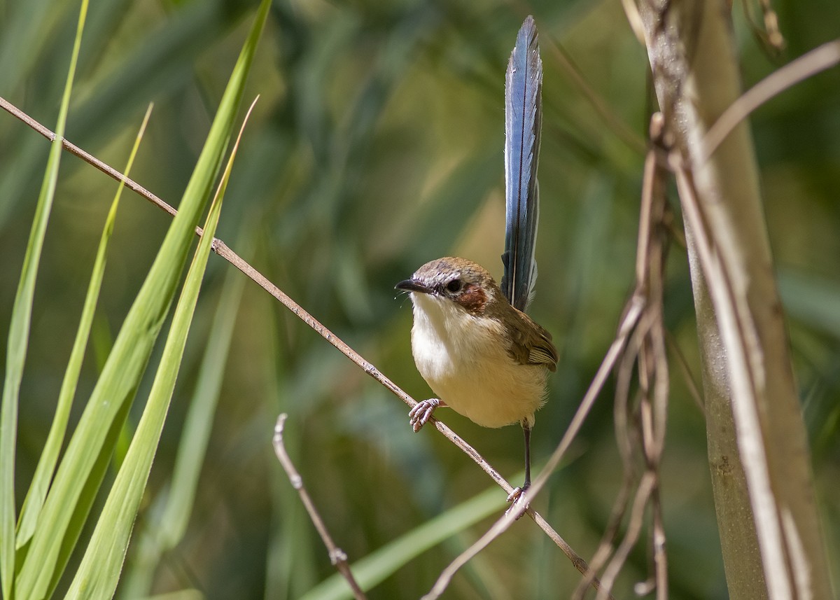 Purple-crowned Fairywren - ML260192511