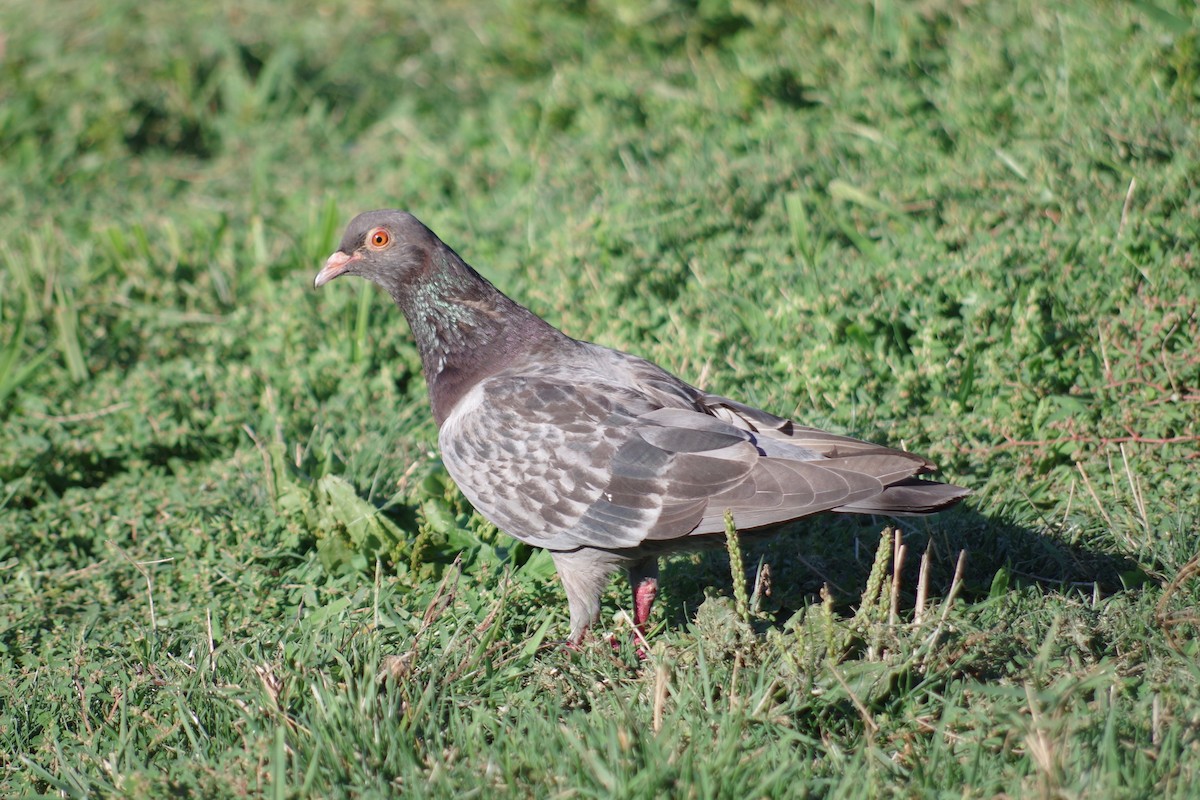 Хөхвөр тагтаа (суурин газрын) - ML260194451