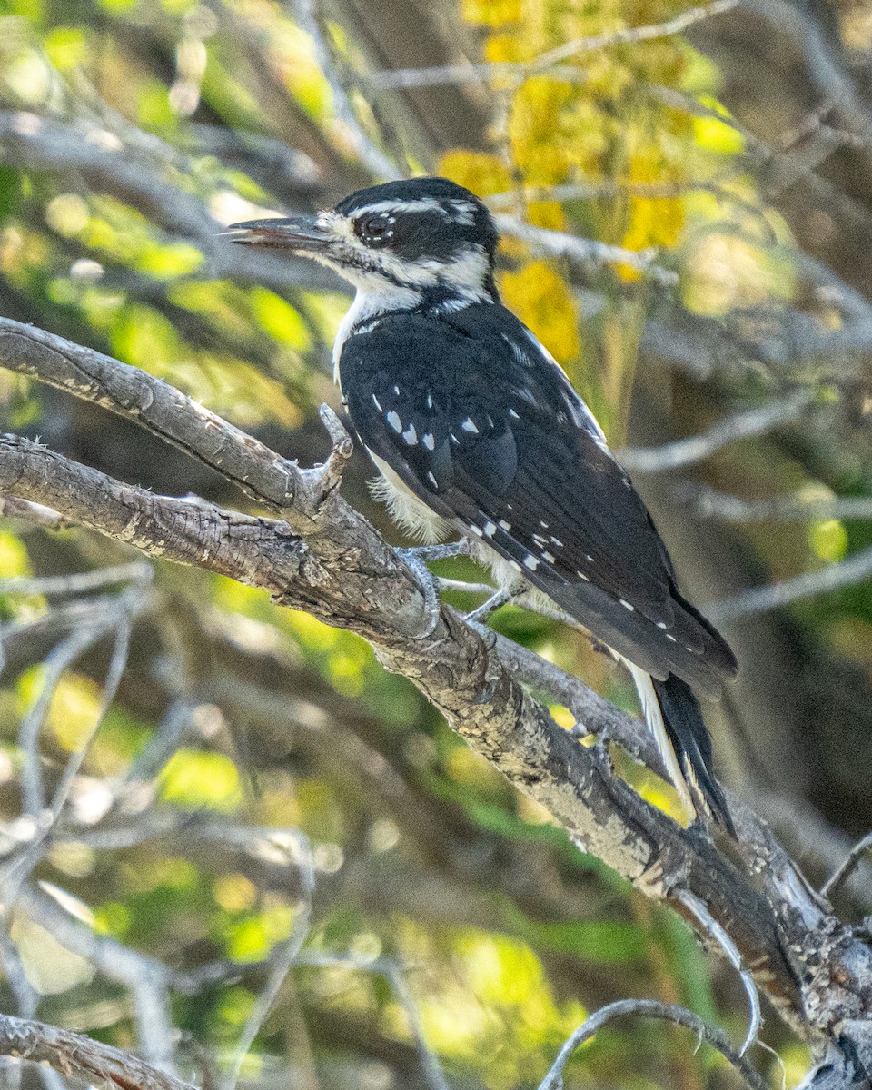 Hairy Woodpecker - ML260194621