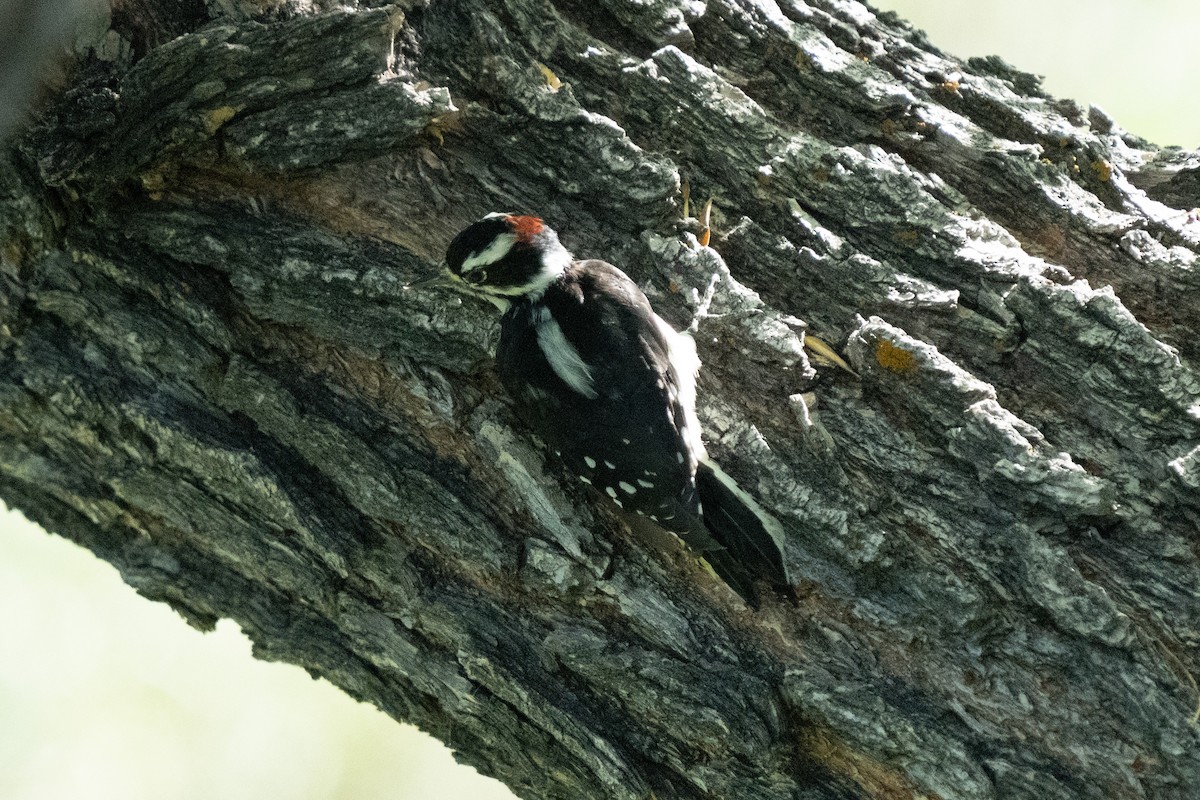 Hairy Woodpecker - ML260194651