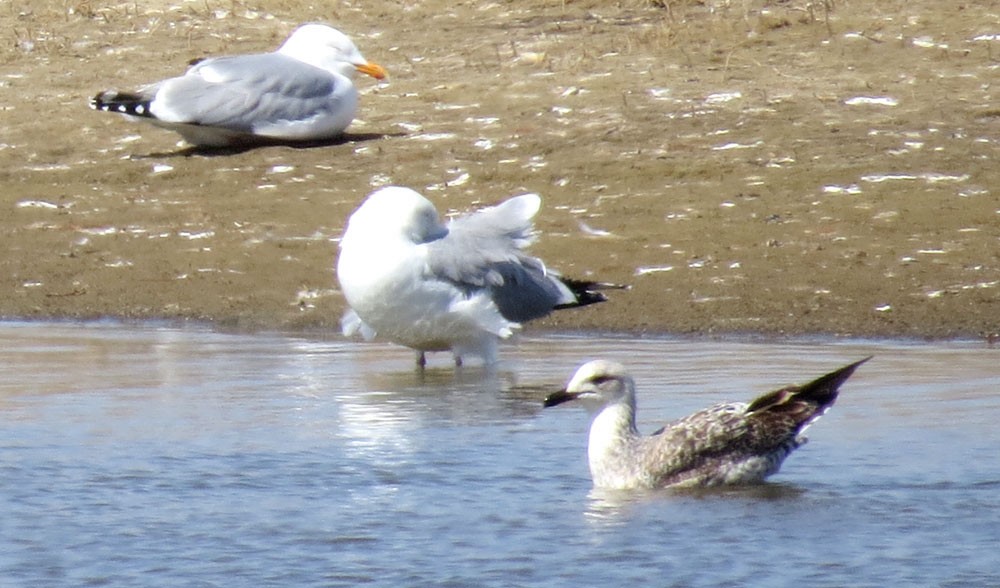 Lesser Black-backed Gull - ML26019561