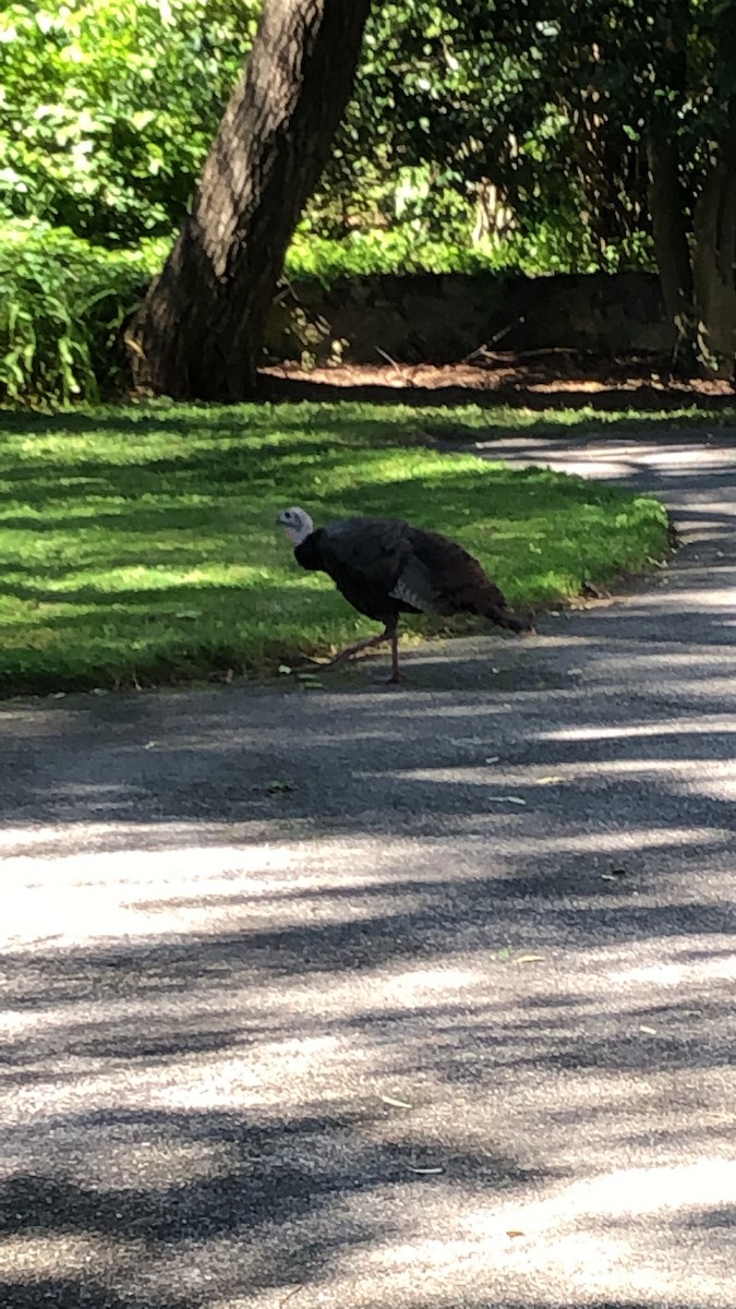 Wild Turkey - Andrew Joynt