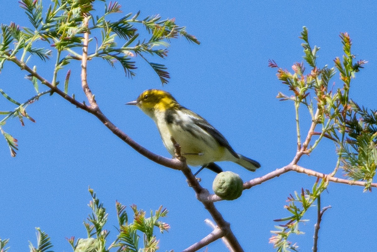 Black-throated Green Warbler - ML260195681