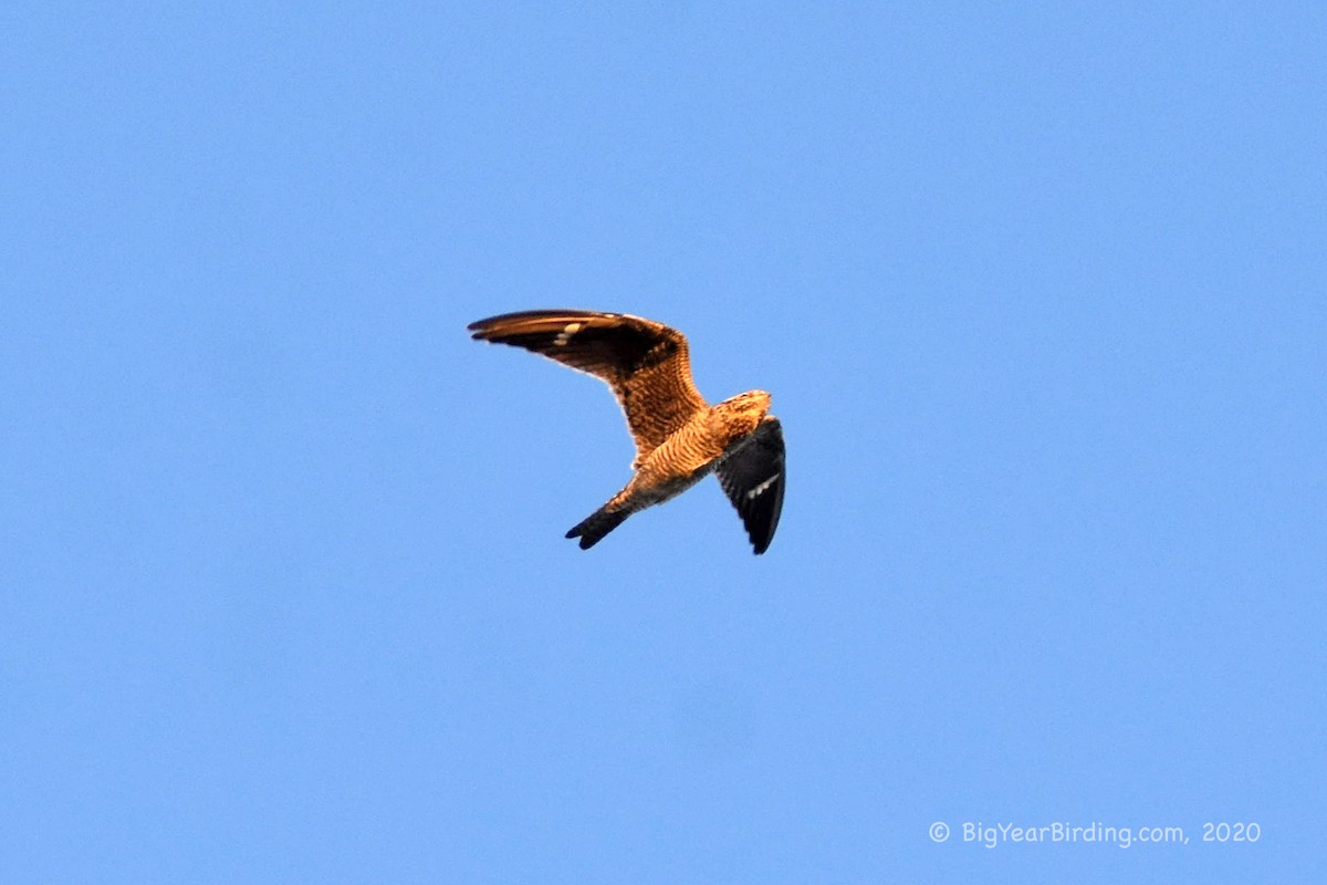 Common Nighthawk - ML260196161