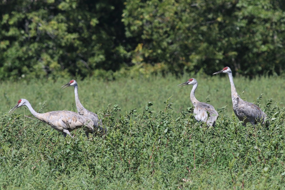 Sandhill Crane - ML260196281