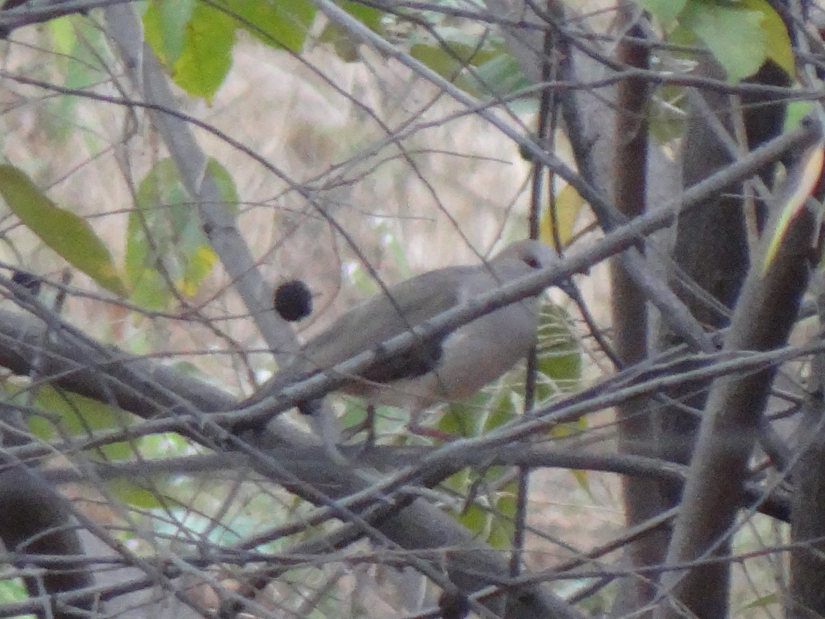 White-tipped Dove - ML260197531