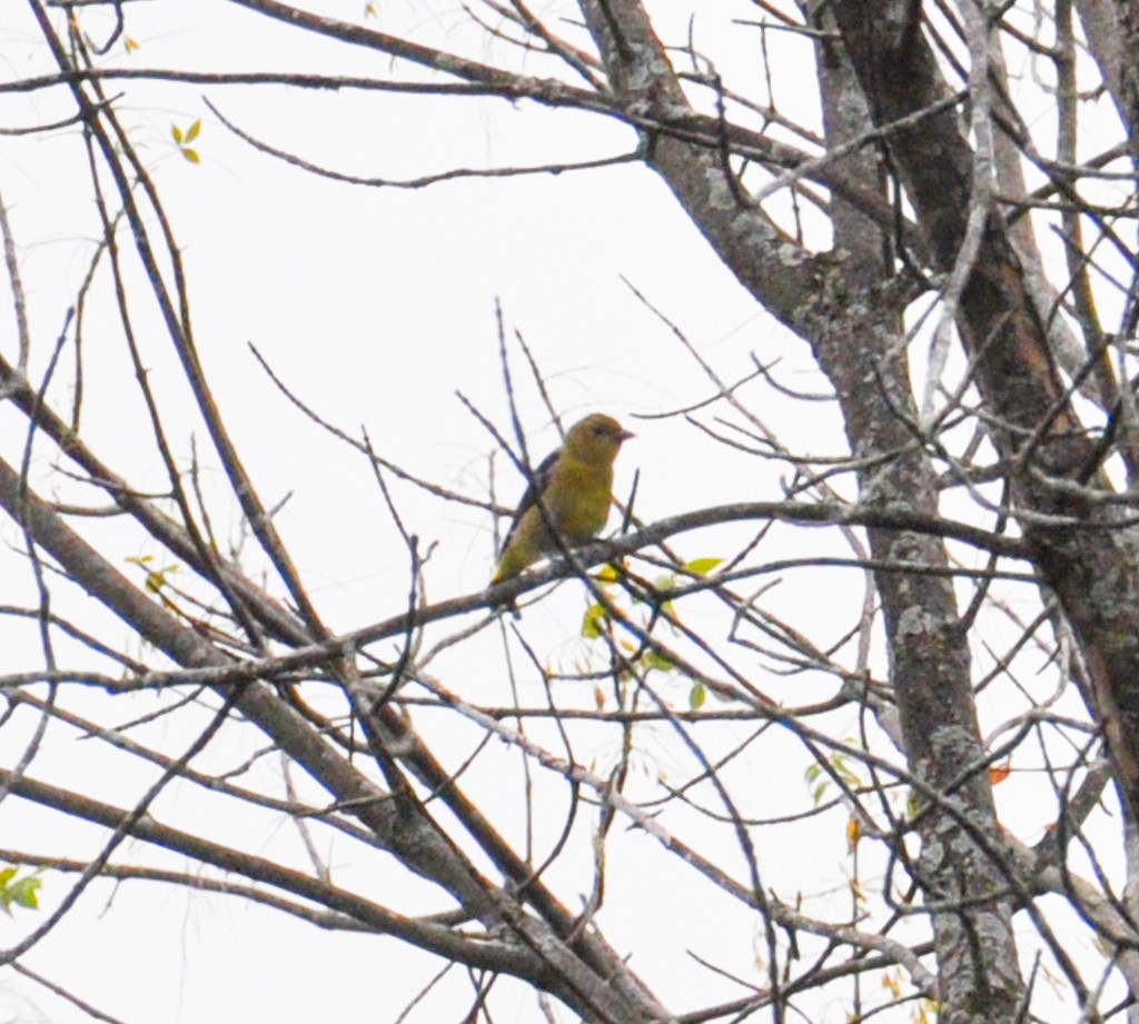 Scarlet Tanager - ML260197721