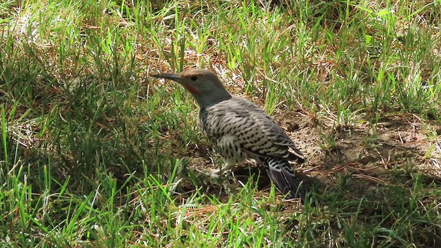 Northern Flicker (Red-shafted) - ML260197731