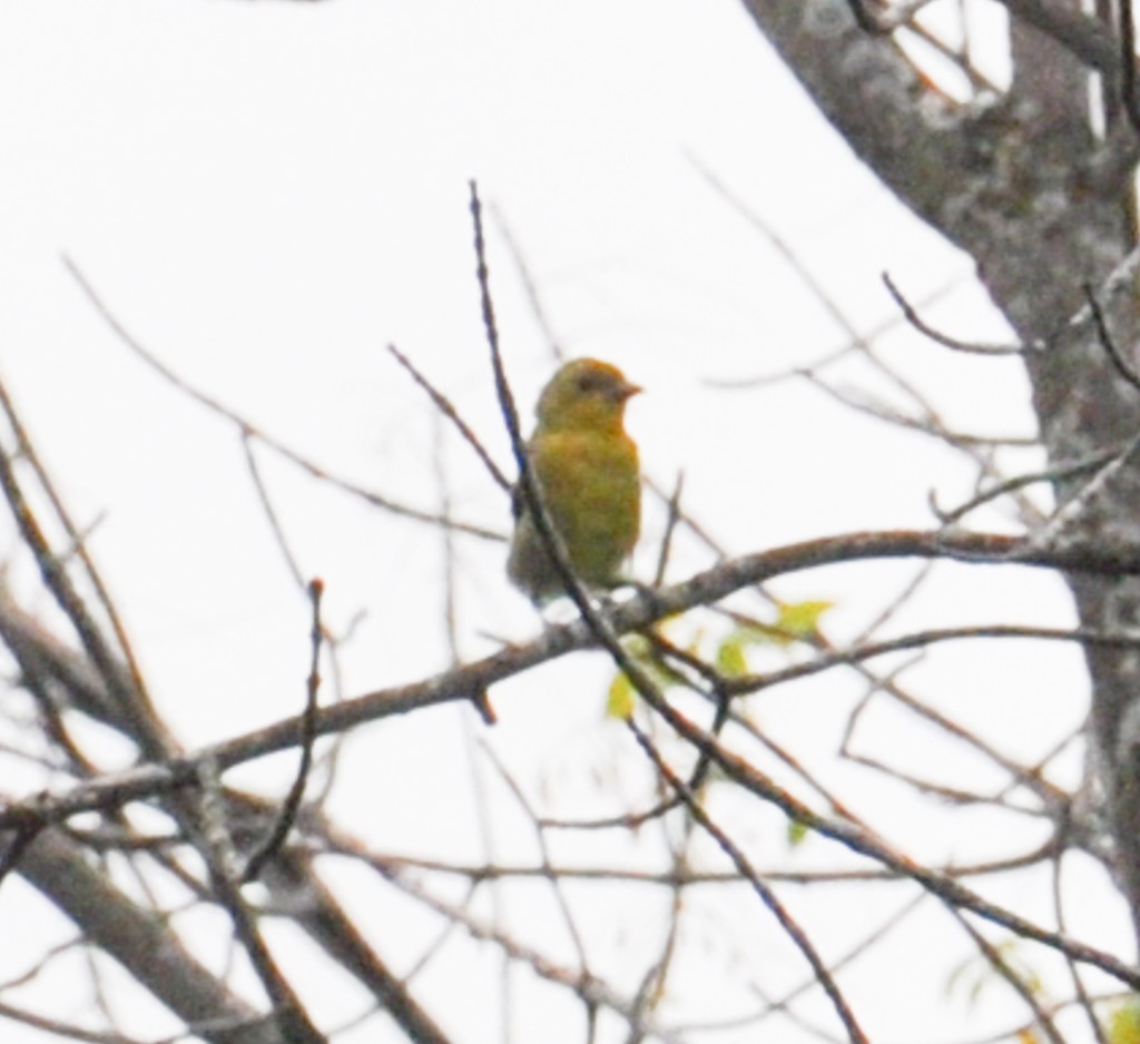 Scarlet Tanager - ML260197831