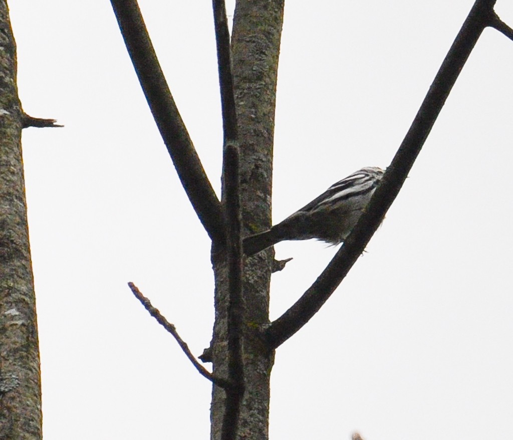 Black-and-white Warbler - ML260198011