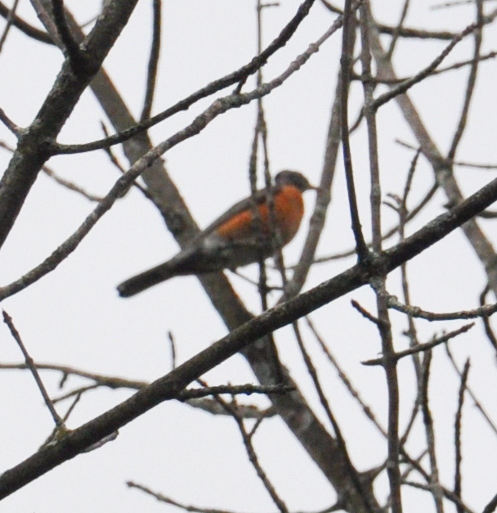 American Robin - ML260198351