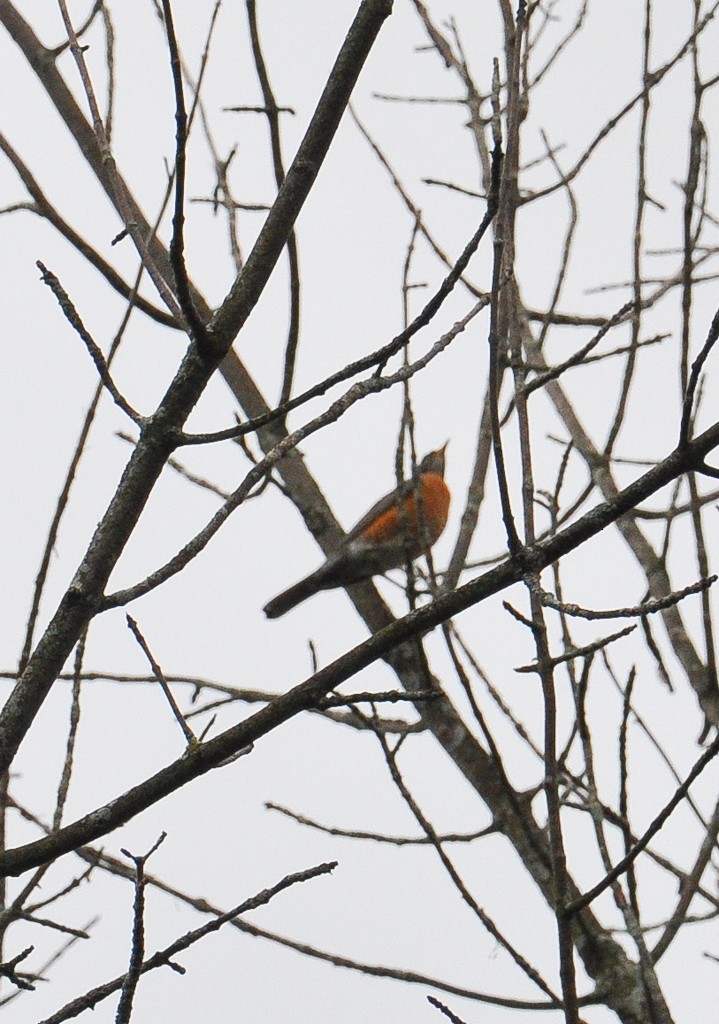 American Robin - ML260198371