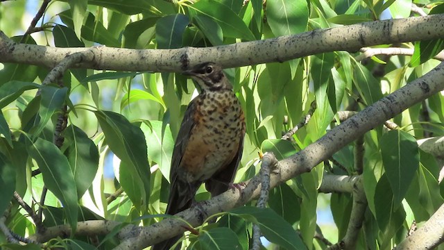 American Robin - ML260198821