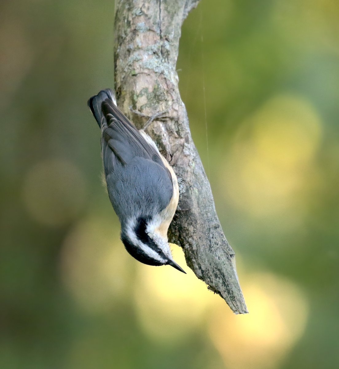 Red-breasted Nuthatch - ML260198971