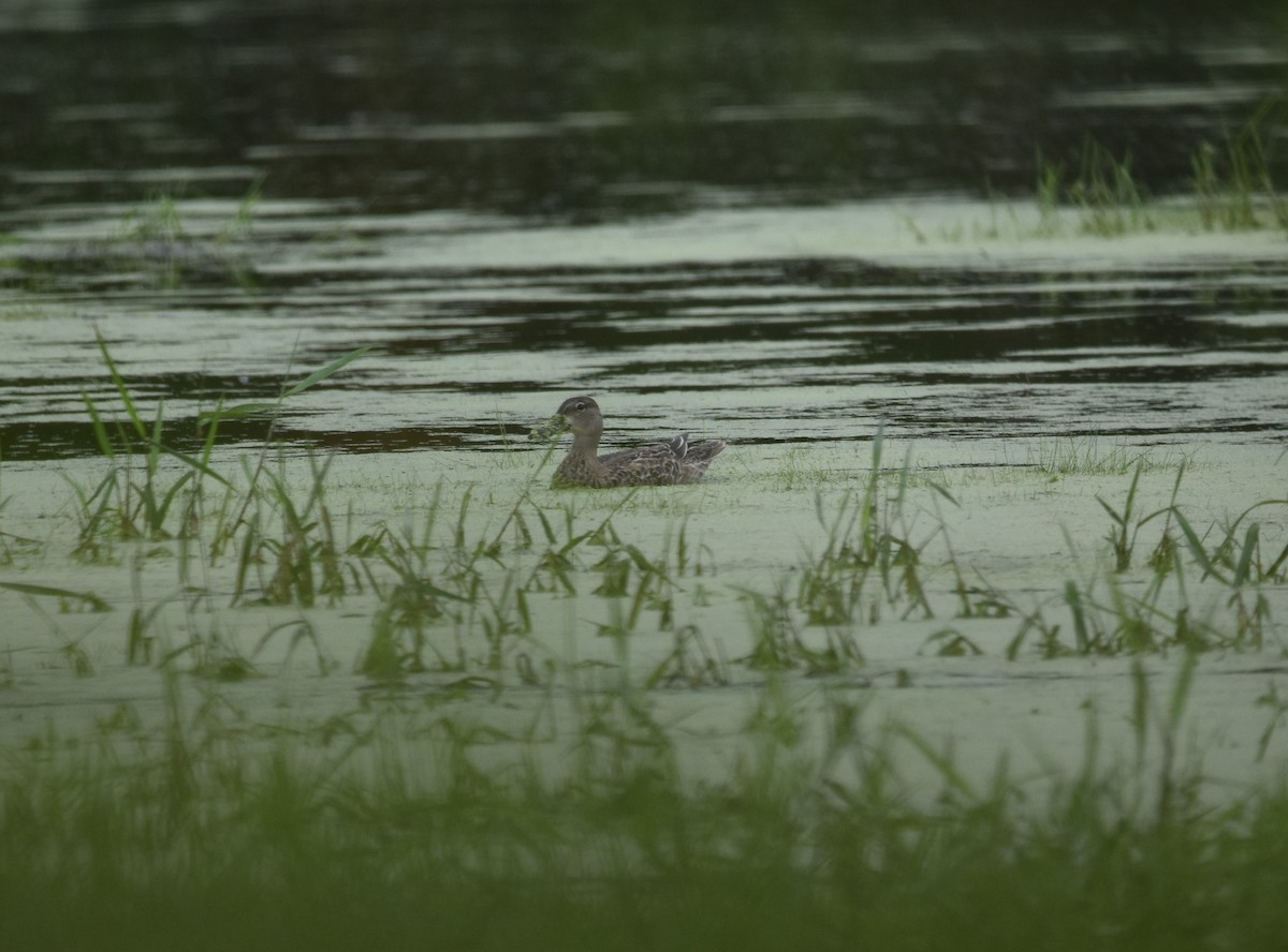 Blue-winged Teal - ML260199171