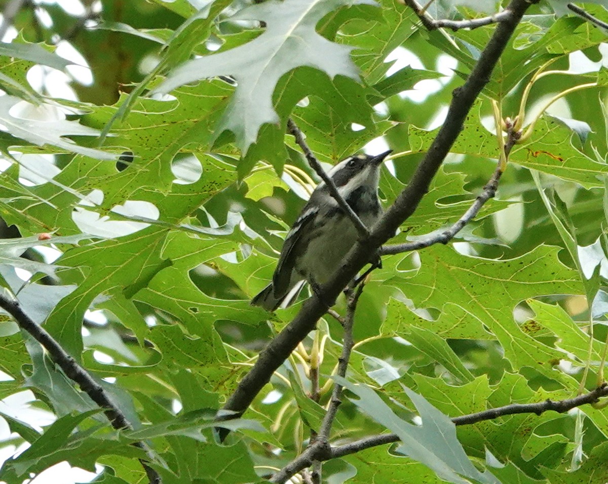 Black-throated Gray Warbler - ML260199551