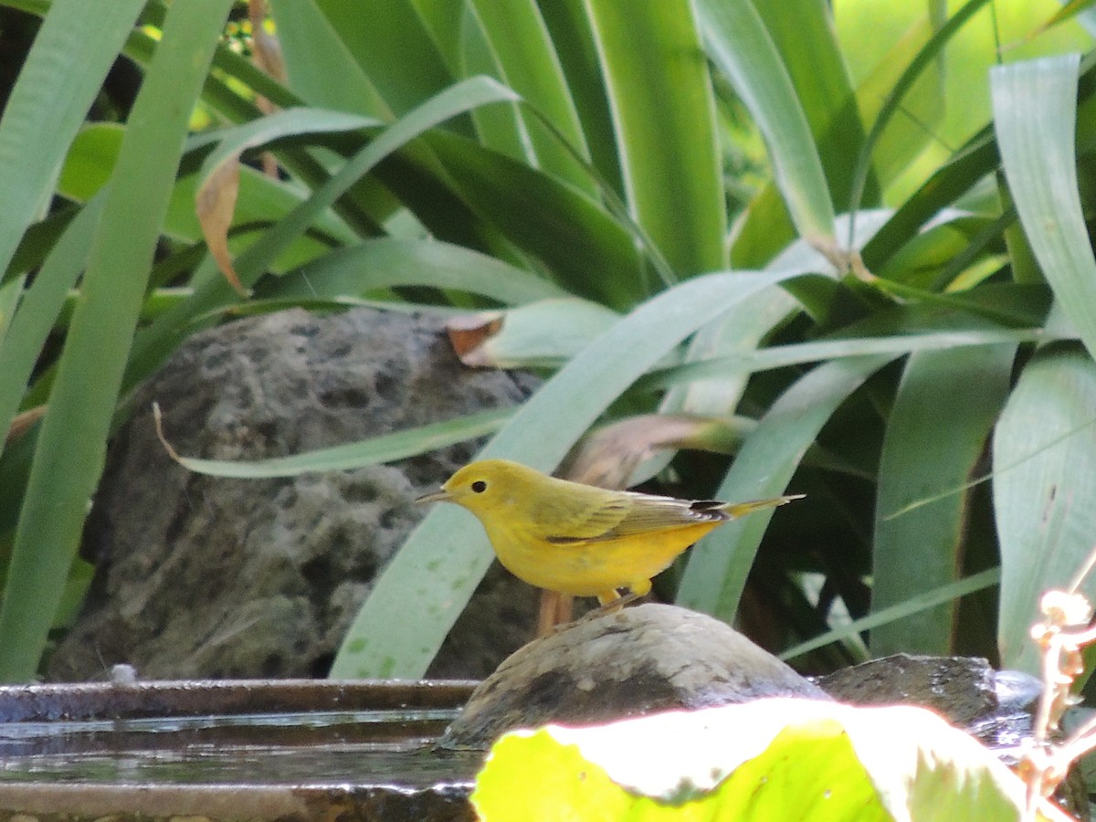 Yellow Warbler - Paul & Koni Fank