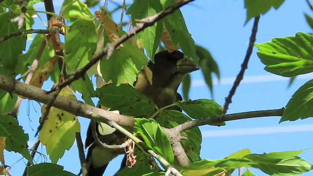 Evening Grosbeak - ML260199821