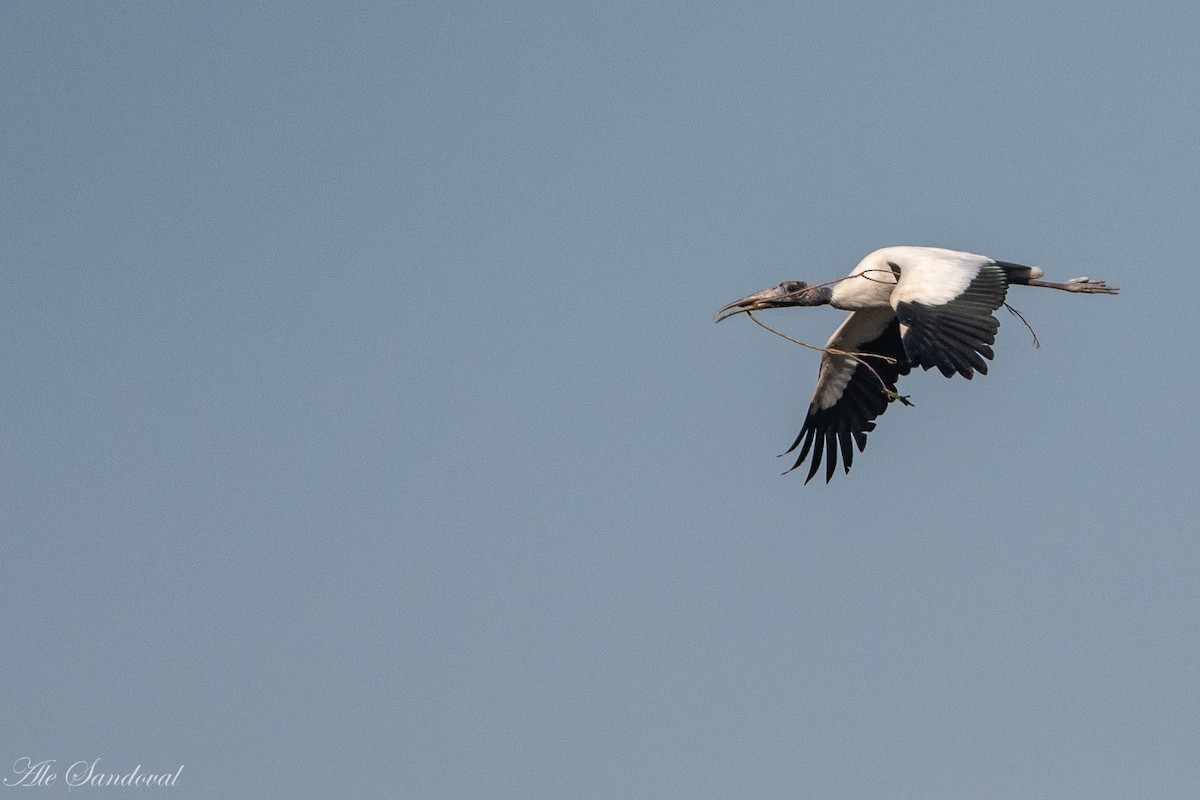 Wood Stork - ML260200201