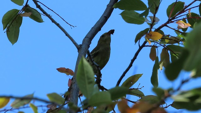 Western Tanager - ML260202201