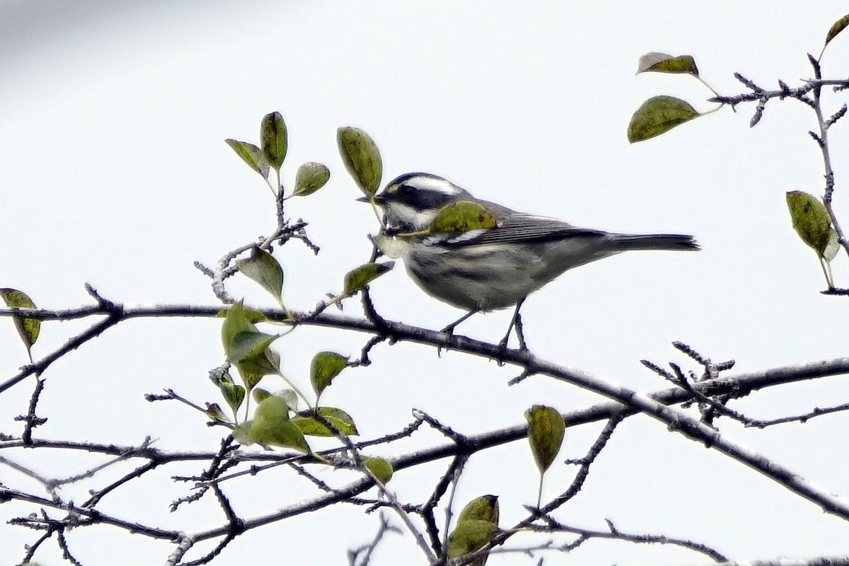 Black-throated Gray Warbler - ML260202931