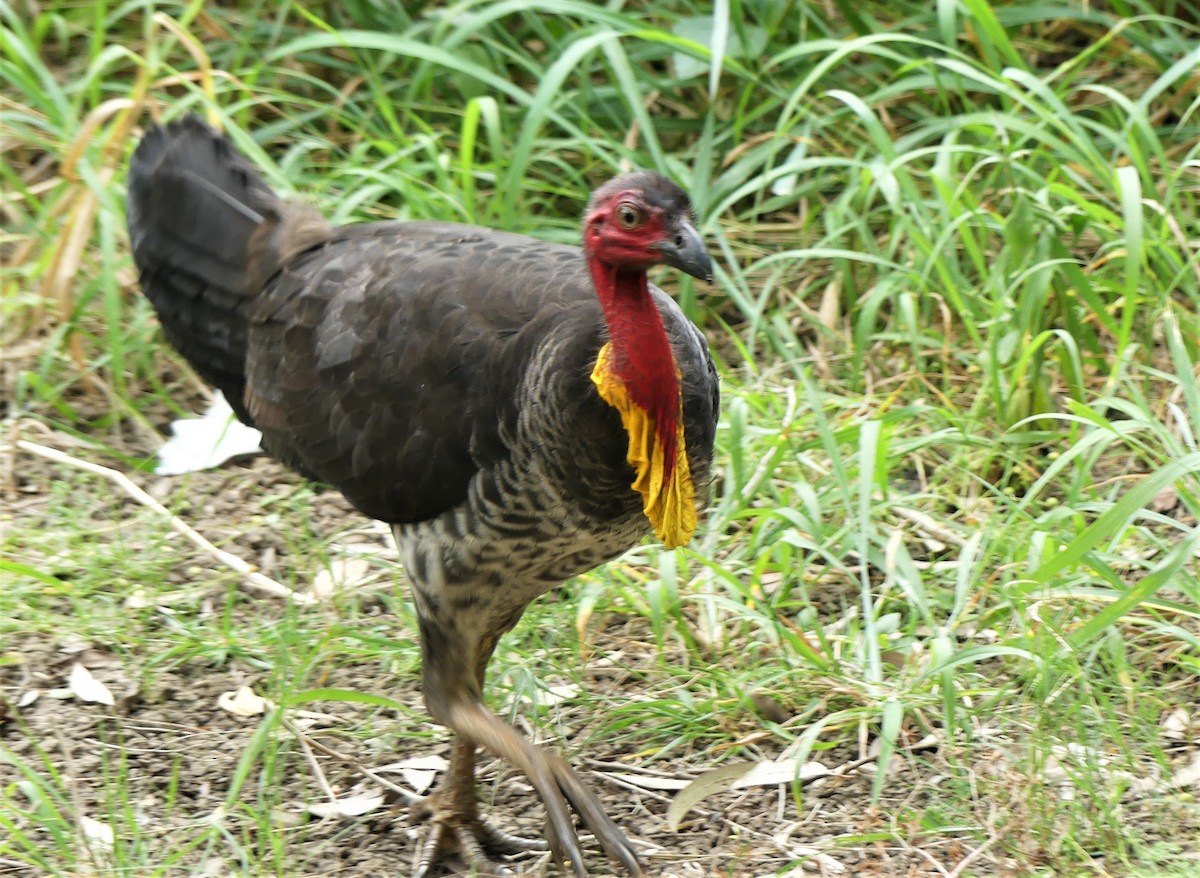 Australian Brushturkey - ML260202991