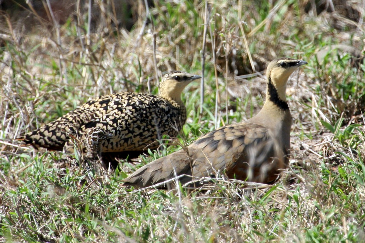 Yellow-throated Sandgrouse - ML260205211