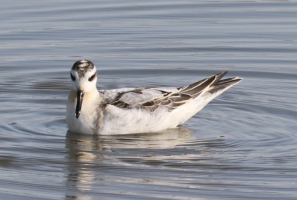 Red Phalarope - Stefan Schlick