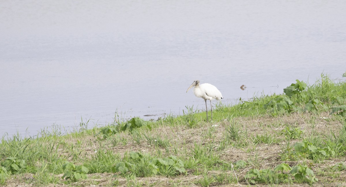 Wood Stork - Joey  Hausler