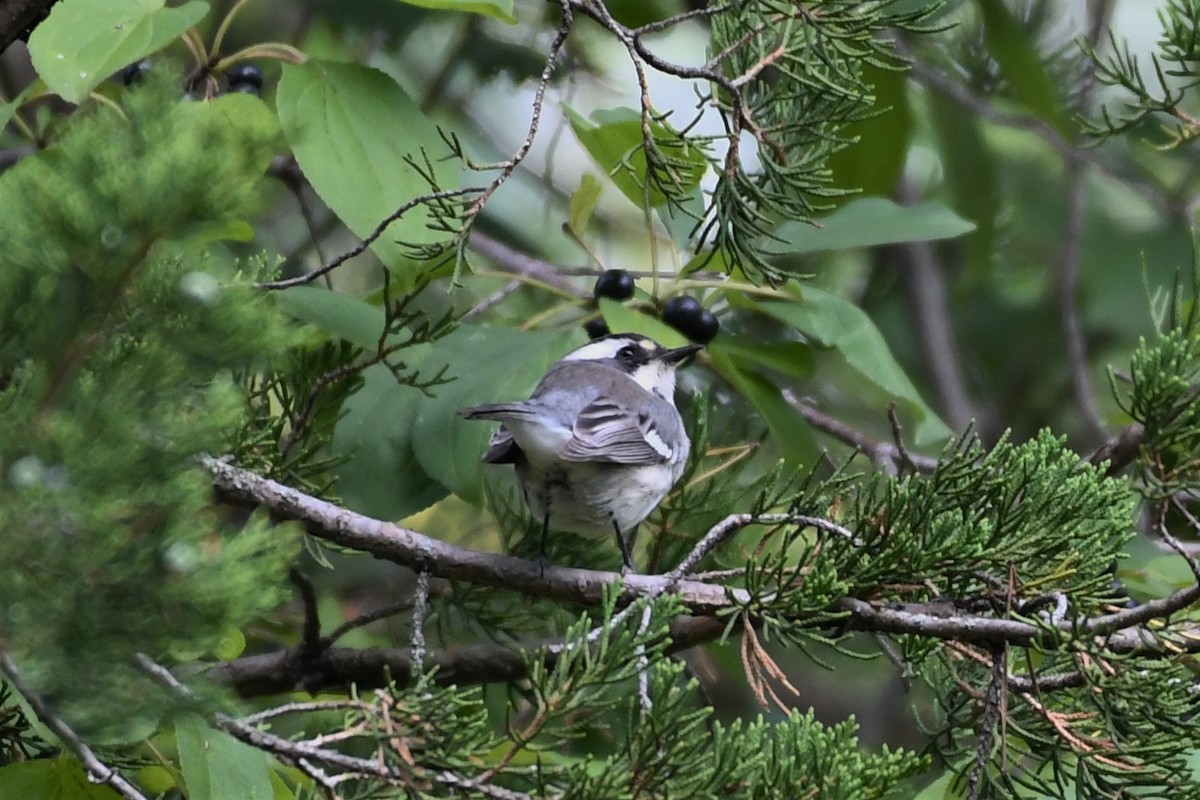 Black-throated Gray Warbler - ML260207121