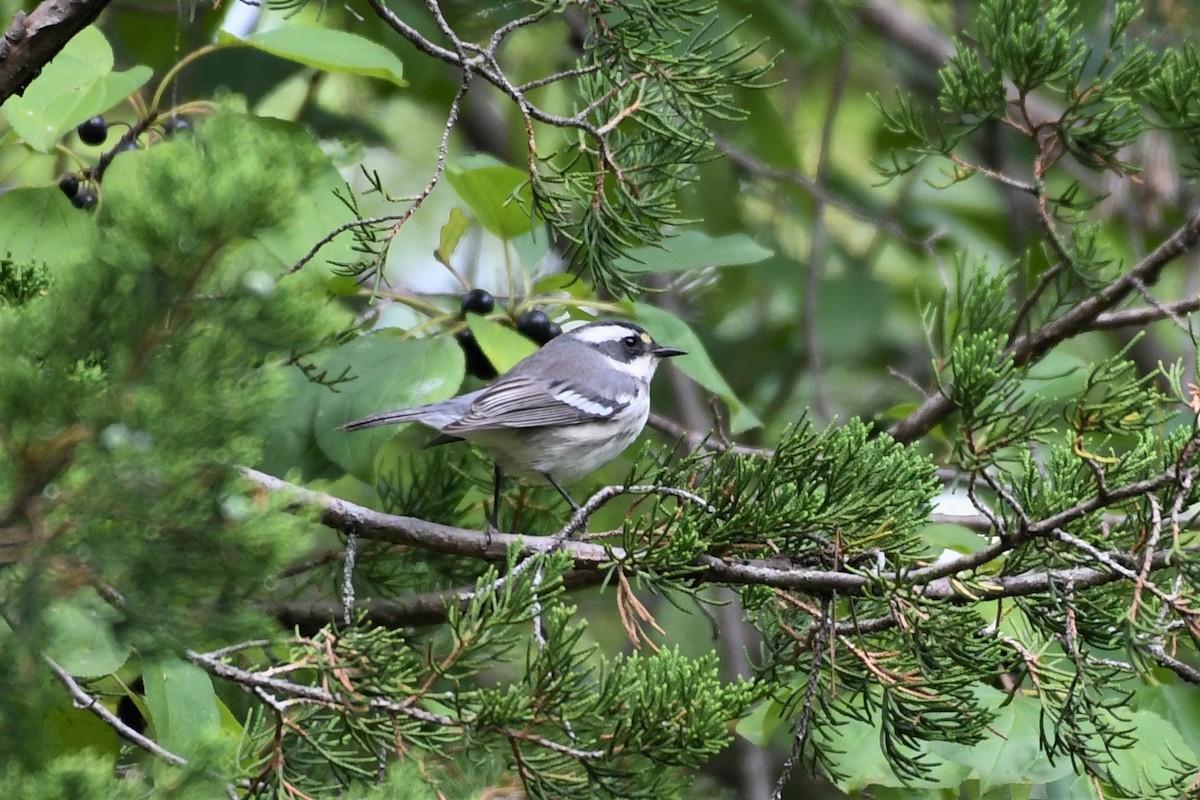 Black-throated Gray Warbler - ML260207131