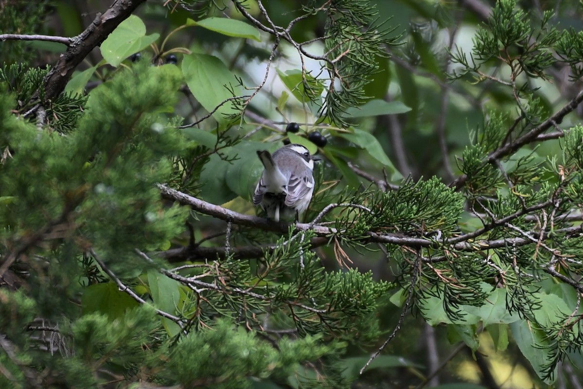 Black-throated Gray Warbler - ML260207151