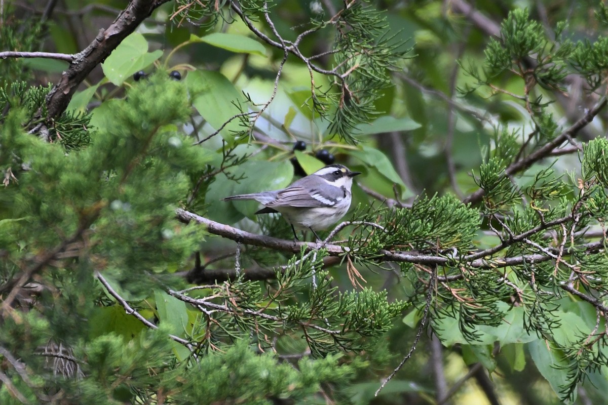 Black-throated Gray Warbler - ML260207161